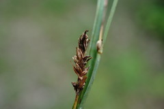 Carex flacca serrulata