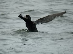 Phalacrocorax carbo