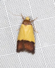 Heteroteucha kershawi