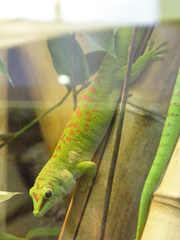 Phelsuma
