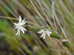 Silene burchellii