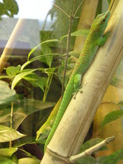 Phelsuma