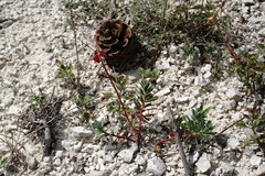 Euphorbia petrophila