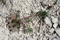 Euphorbia petrophila