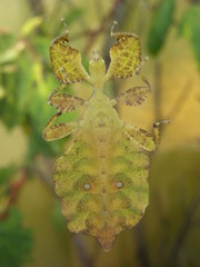 Cryptophyllium celebicum