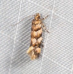 Macrobathra rubicundella