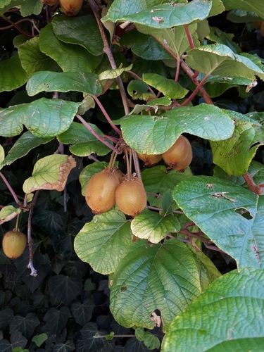 Kiwi