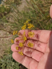 Peucedanum tauricum