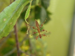 Cryptophyllium celebicum