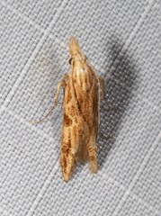 Streniastis thermaea