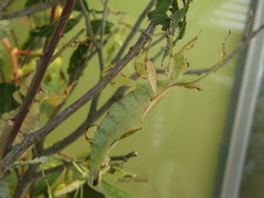 Cryptophyllium celebicum