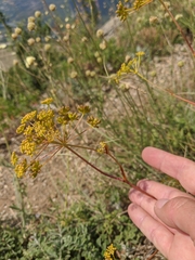 Peucedanum tauricum