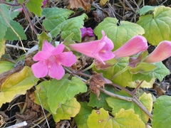 Lophospermum erubescens