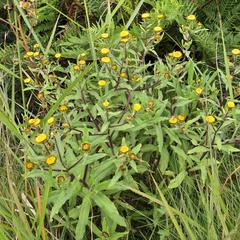 Helichrysum elegantissimum
