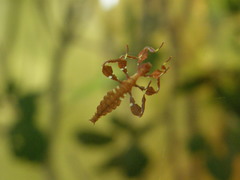 Cryptophyllium celebicum