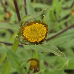 Helichrysum elegantissimum