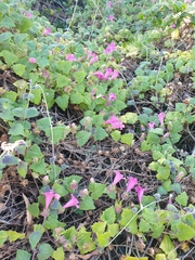 Lophospermum erubescens