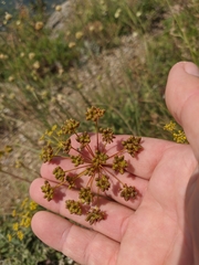 Peucedanum tauricum