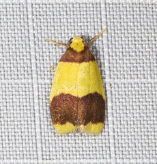 Heterallactis euchrysa