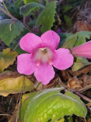 Lophospermum erubescens
