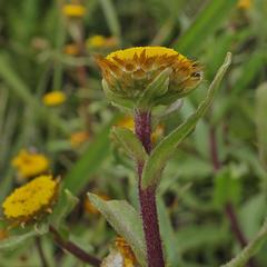 Helichrysum elegantissimum
