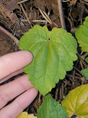 Lophospermum erubescens