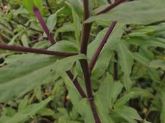 Helichrysum elegantissimum