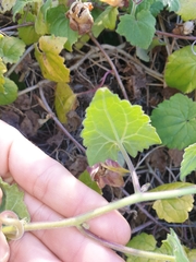 Lophospermum erubescens