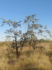 Acacia inaequilatera
