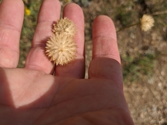 Cephalaria uralensis