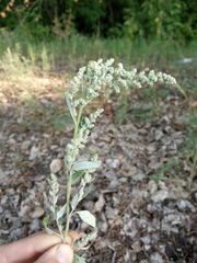 Chenopodium striatiforme