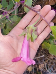 Lophospermum erubescens