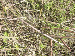 Cynanchum viminale viminale