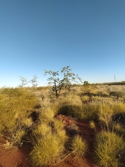 Acacia inaequilatera