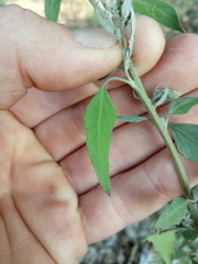 Chenopodium striatiforme