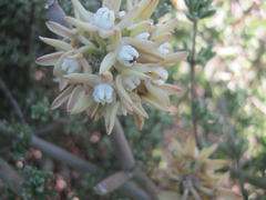 Cynanchum viminale viminale