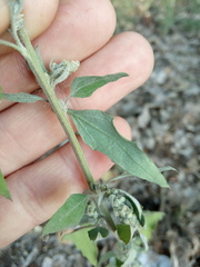 Chenopodium striatiforme