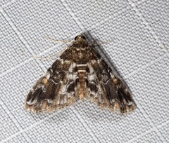 Elophila difflualis