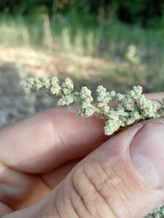 Chenopodium striatiforme