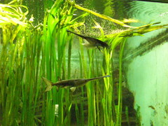 Polyodon spathula