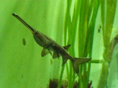 Polyodon spathula