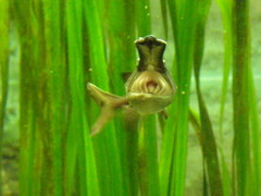 Polyodon spathula