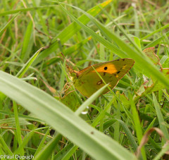 Colias croceus