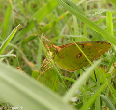 Colias croceus
