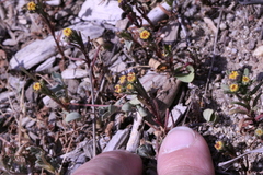 Amblyopappus pusillus