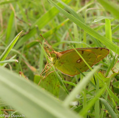 Colias croceus