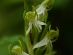 Habenaria gibsonii