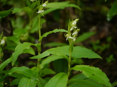 Habenaria gibsonii