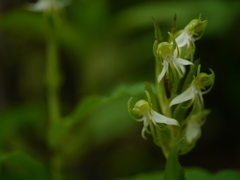 Habenaria gibsonii