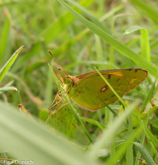 Colias croceus